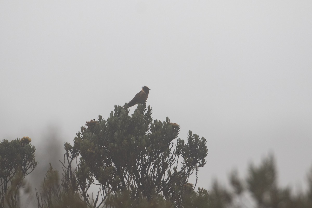 Buffy Helmetcrest - ML645385285