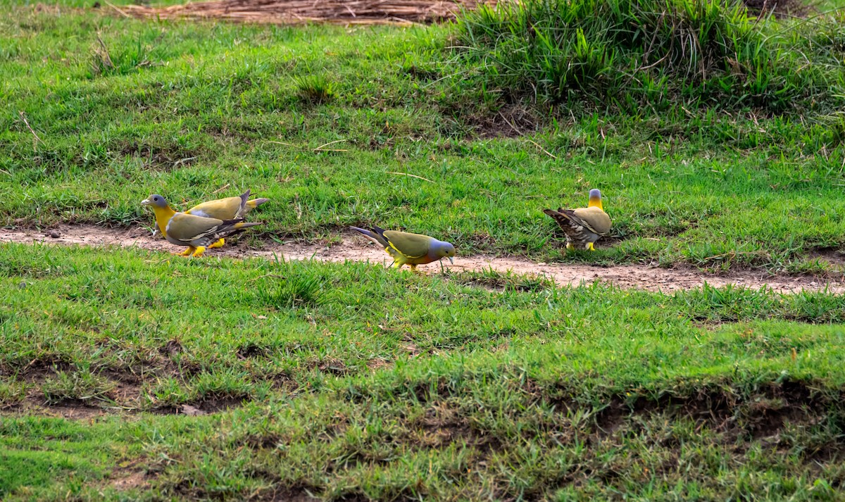 キアシアオバト - ML645385289