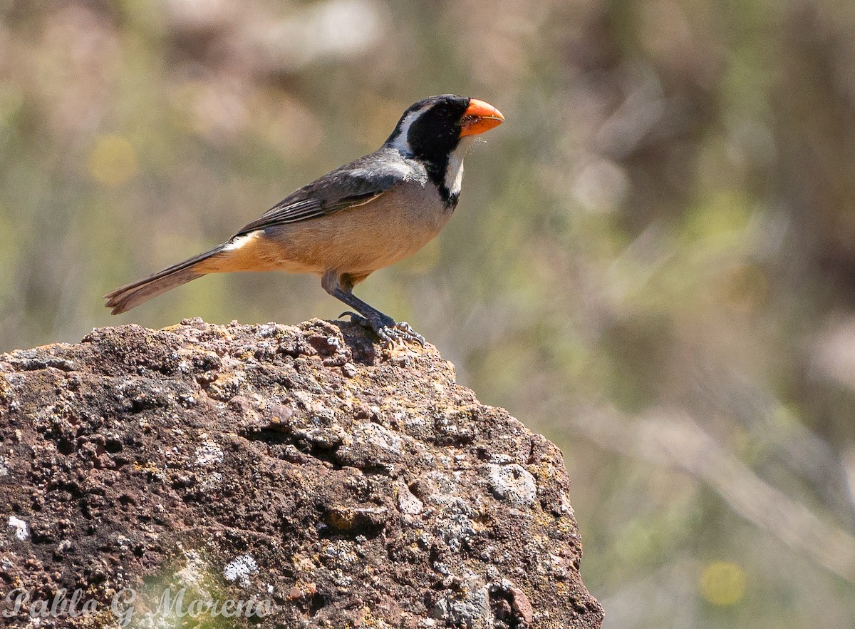 キバシイカル - ML645385292