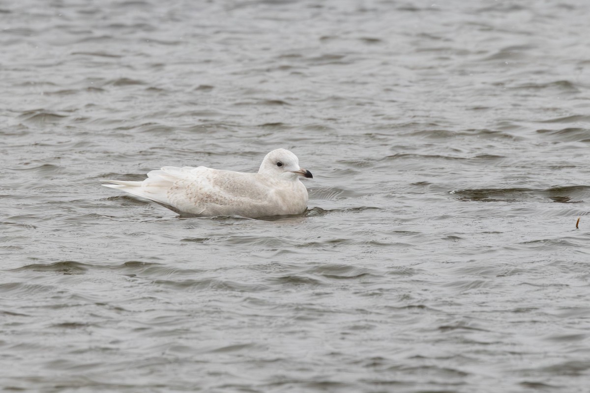 アイスランドカモメ（亜種 クムリーンカモメ） - ML645385293