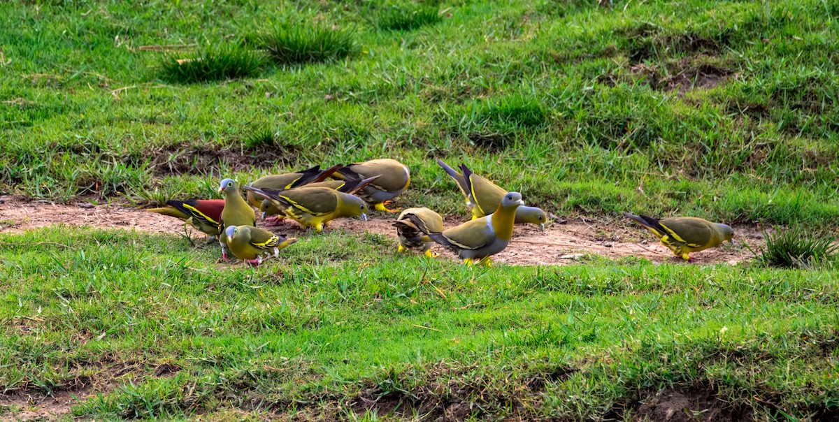 ハシブトアオバト - ML645385294