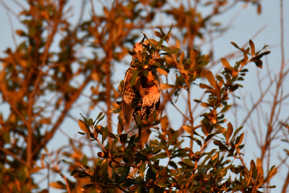 シマセゲラ - ML645385295