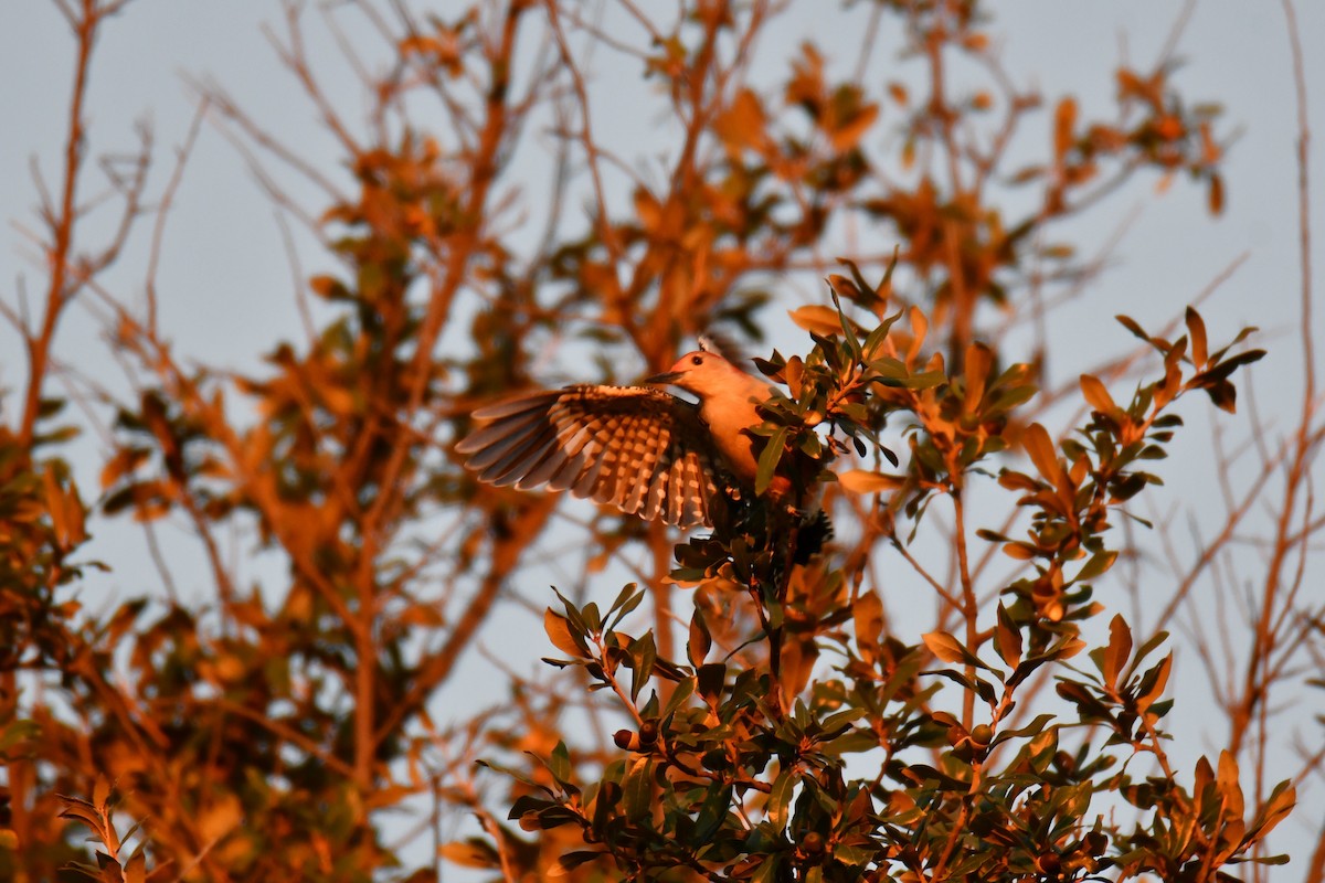 シマセゲラ - ML645385296