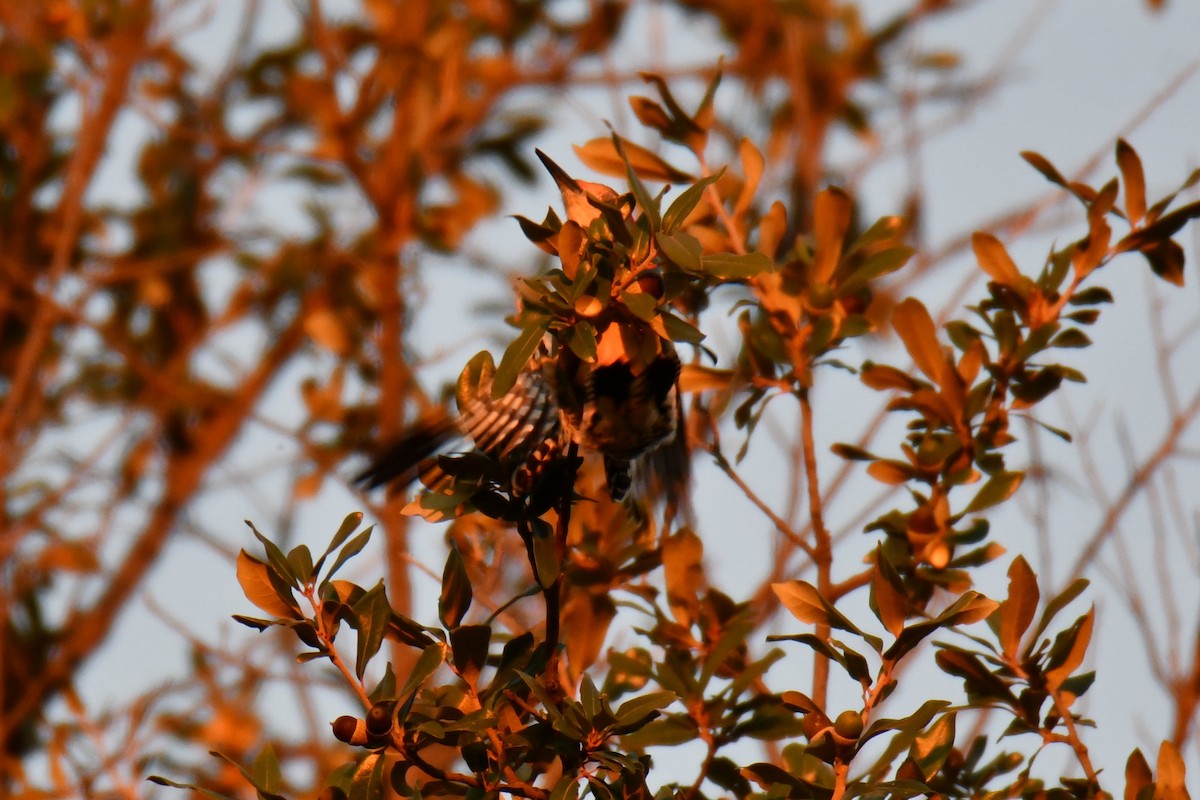 シマセゲラ - ML645385297