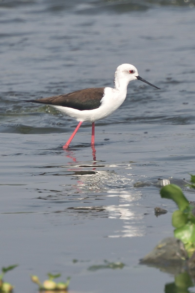 セイタカシギ - ML645385299