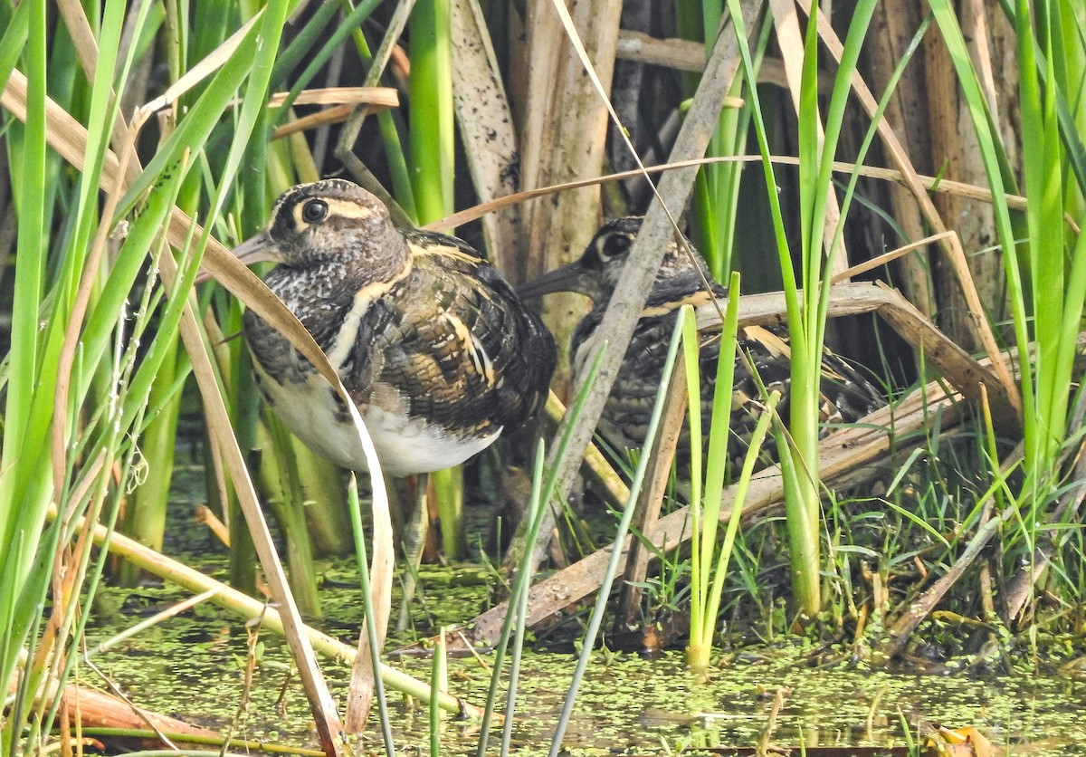 タマシギ - ML645385300