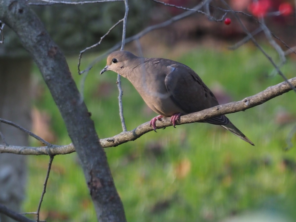 ナゲキバト - ML645385302