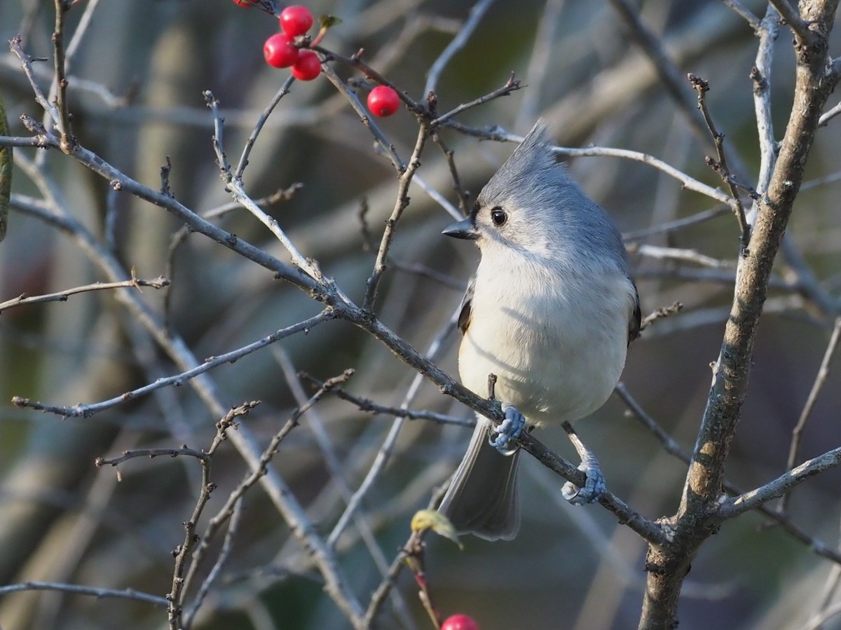 エボシガラ - ML645385310