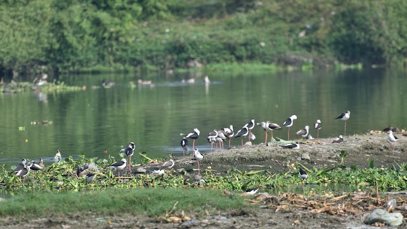 セイタカシギ - ML645385314