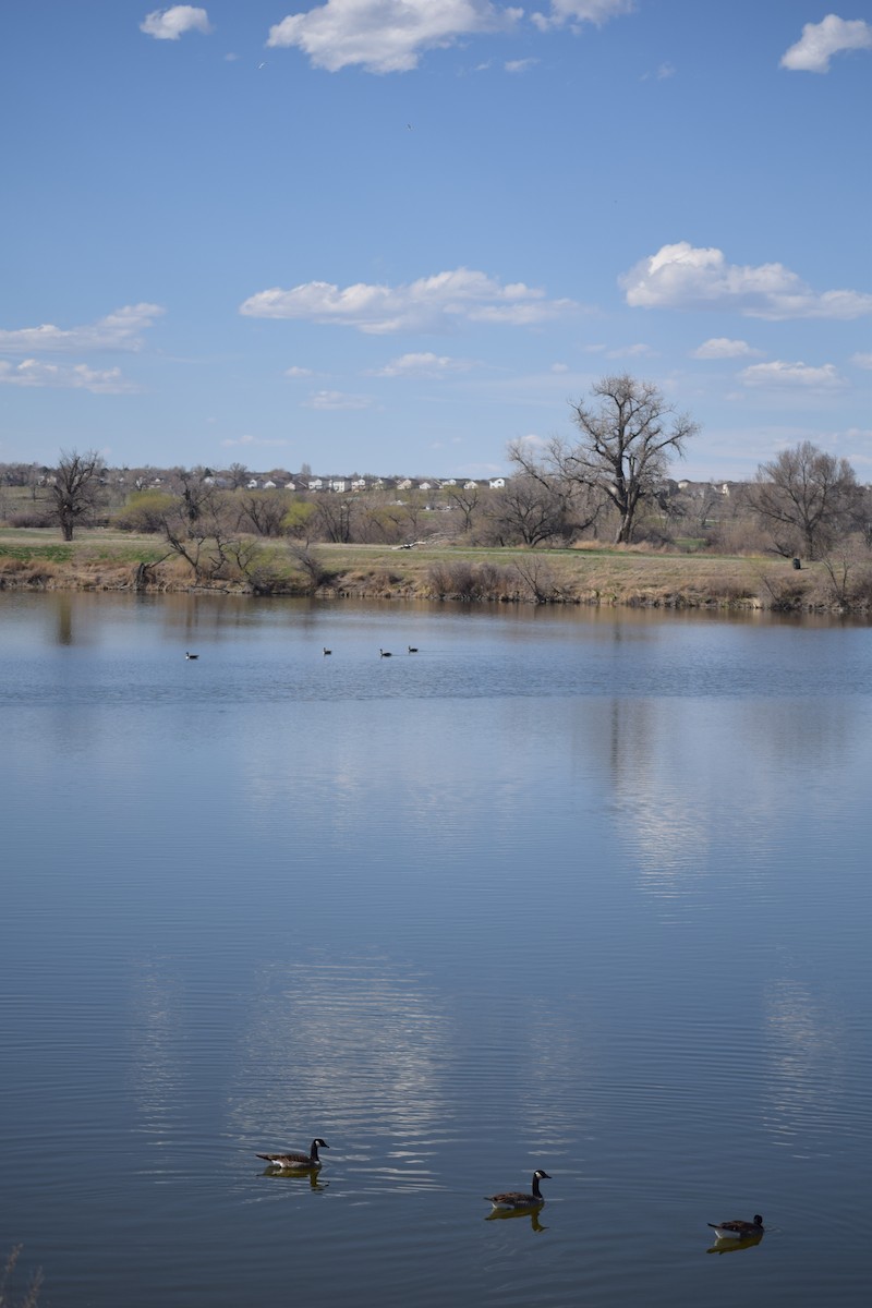 カナダガン - ML645385315