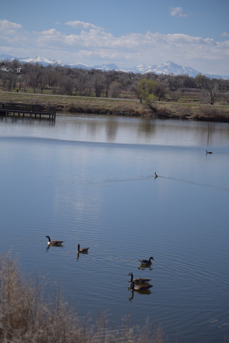 カナダガン - ML645385316