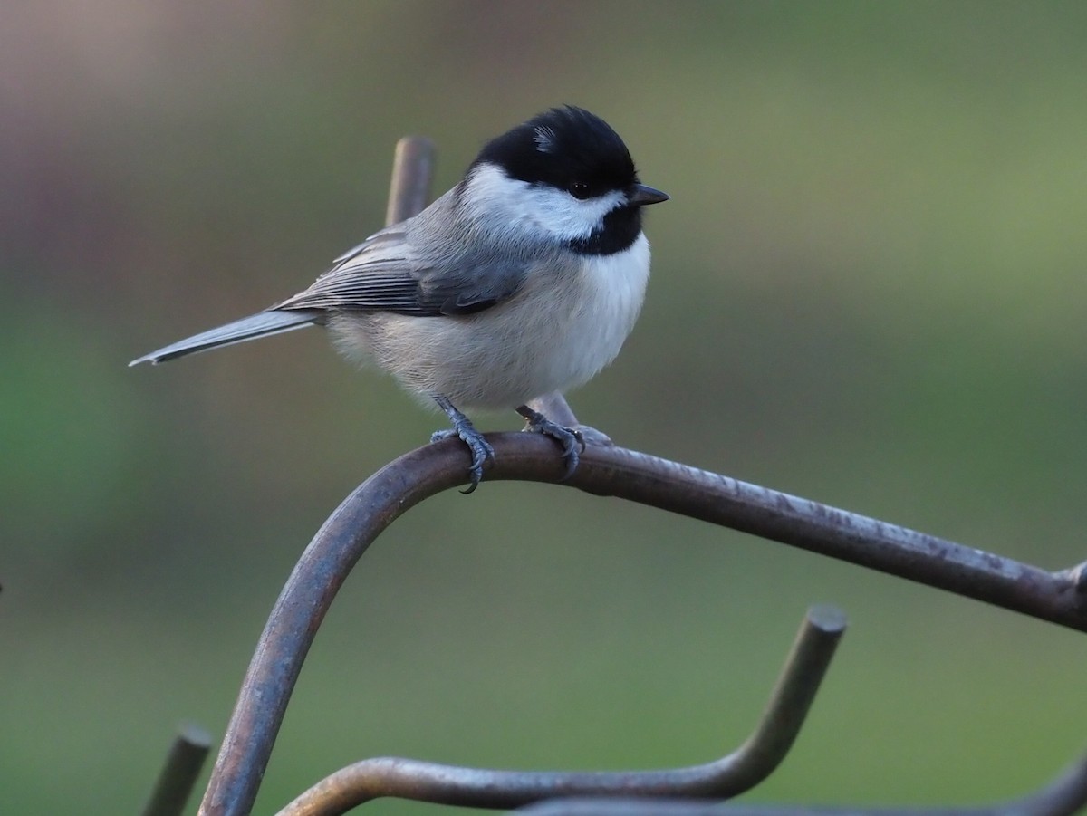 カロライナコガラ - ML645385317