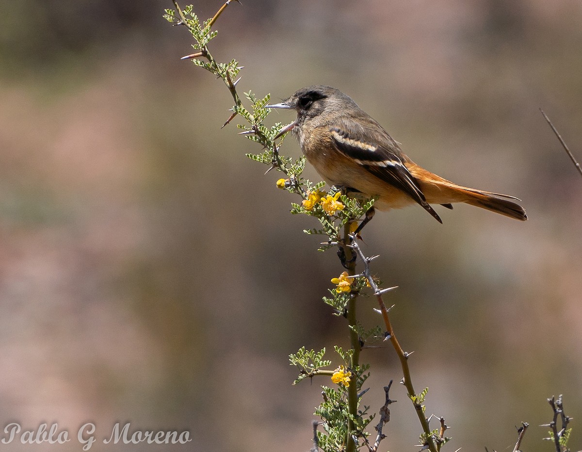 ハジロクロタイランチョウ - ML645385318