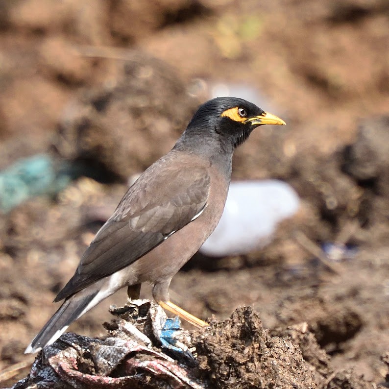 インドハッカ - ML645385321