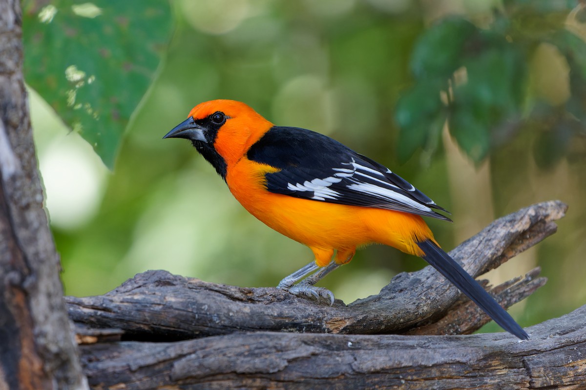 オレンジムクドリモドキ - ML645385323