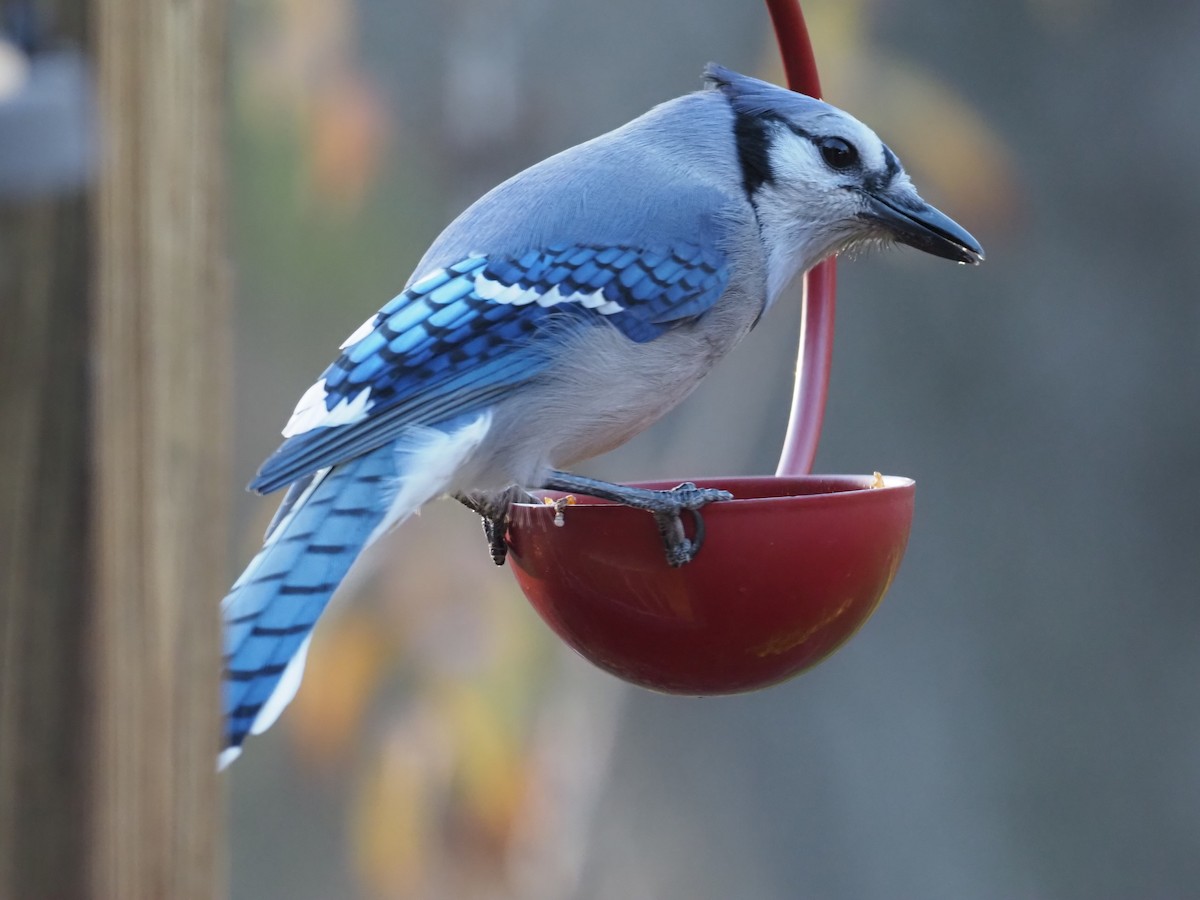 アオカケス - ML645385324