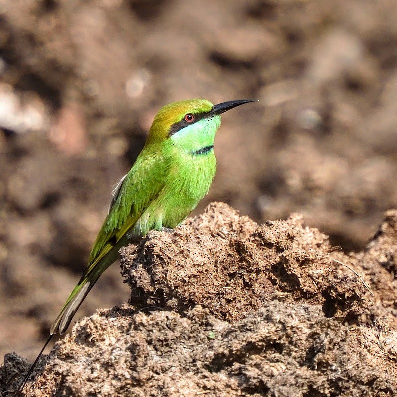 Asian Green Bee-eater - ML645385326