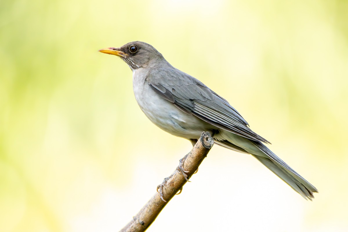 キバラツグミ - ML645385328