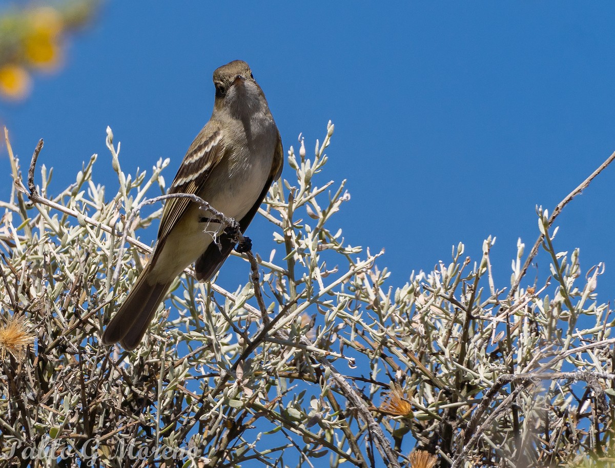 White-crested Elaenia - ML645385332