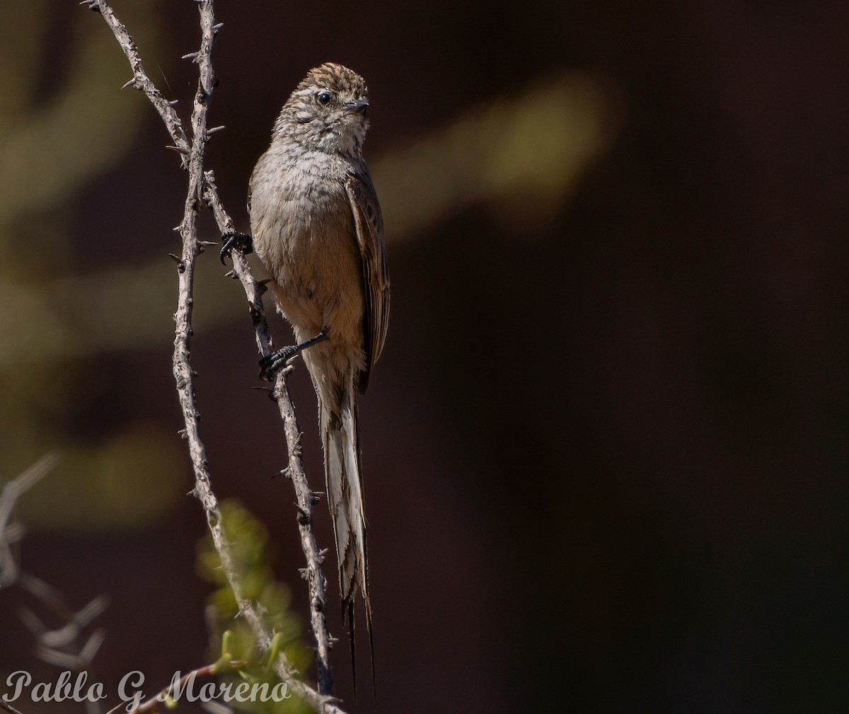 Plain-mantled Tit-Spinetail - ML645385351