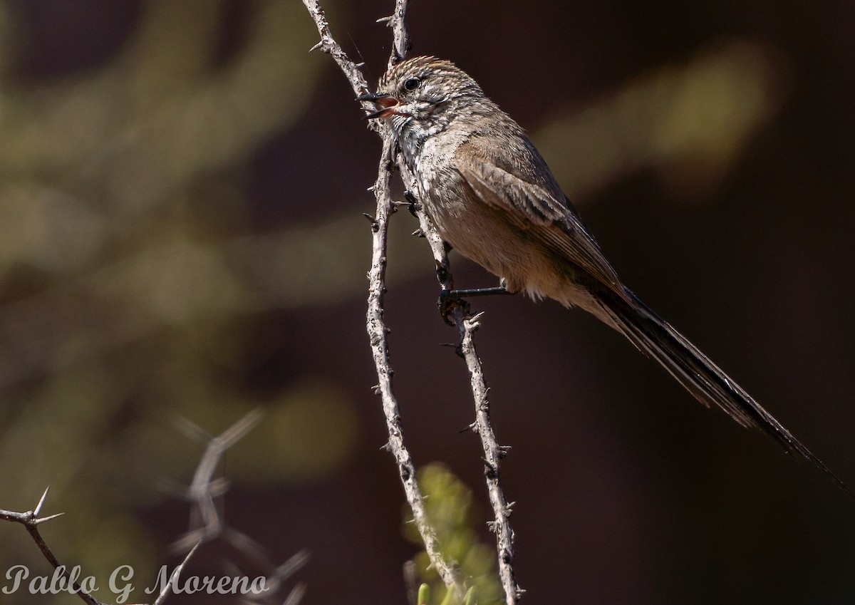 Plain-mantled Tit-Spinetail - ML645385352