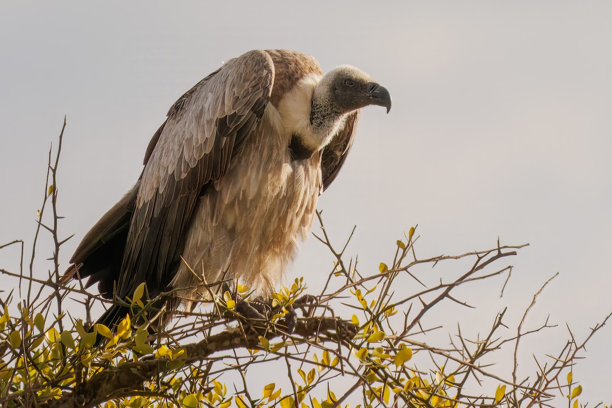 White-backed Vulture - ML645385358