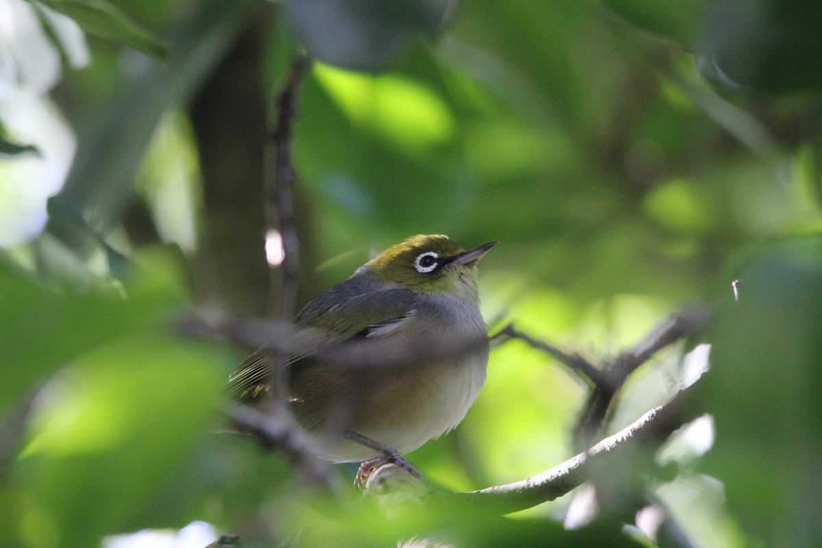 Silvereye - ML645385365
