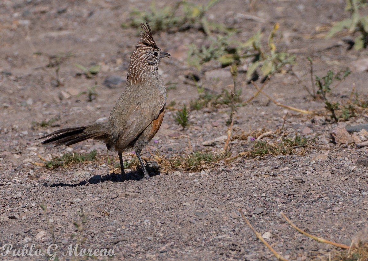 Crested Gallito - ML645385368