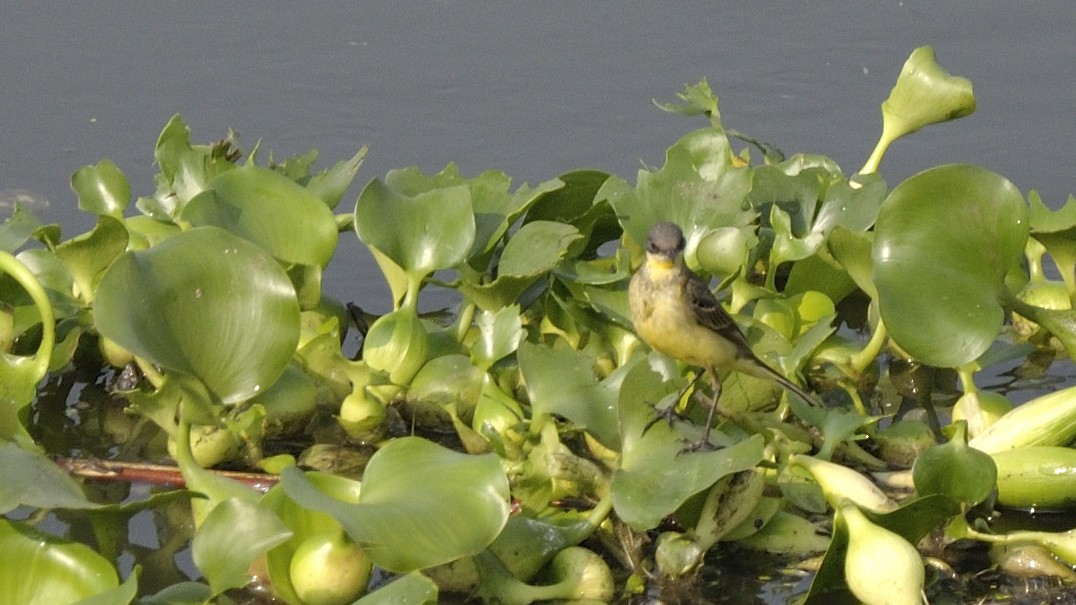 נחליאלי לימוני - ML645385376