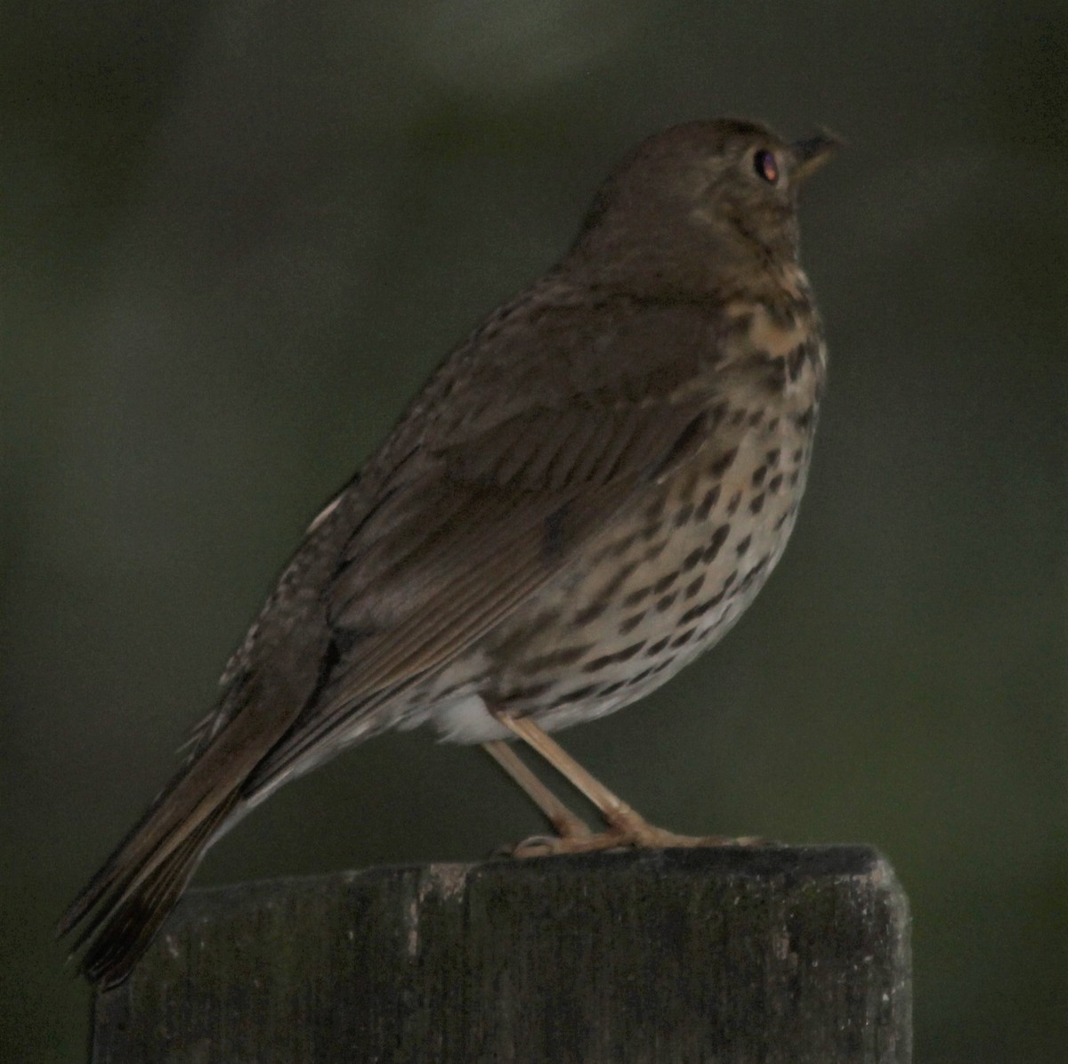 Song Thrush - ML645385377