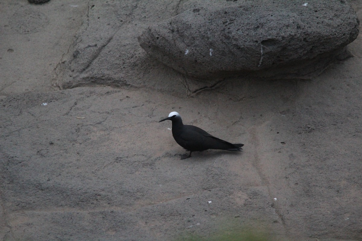 Black Noddy - ML645385378