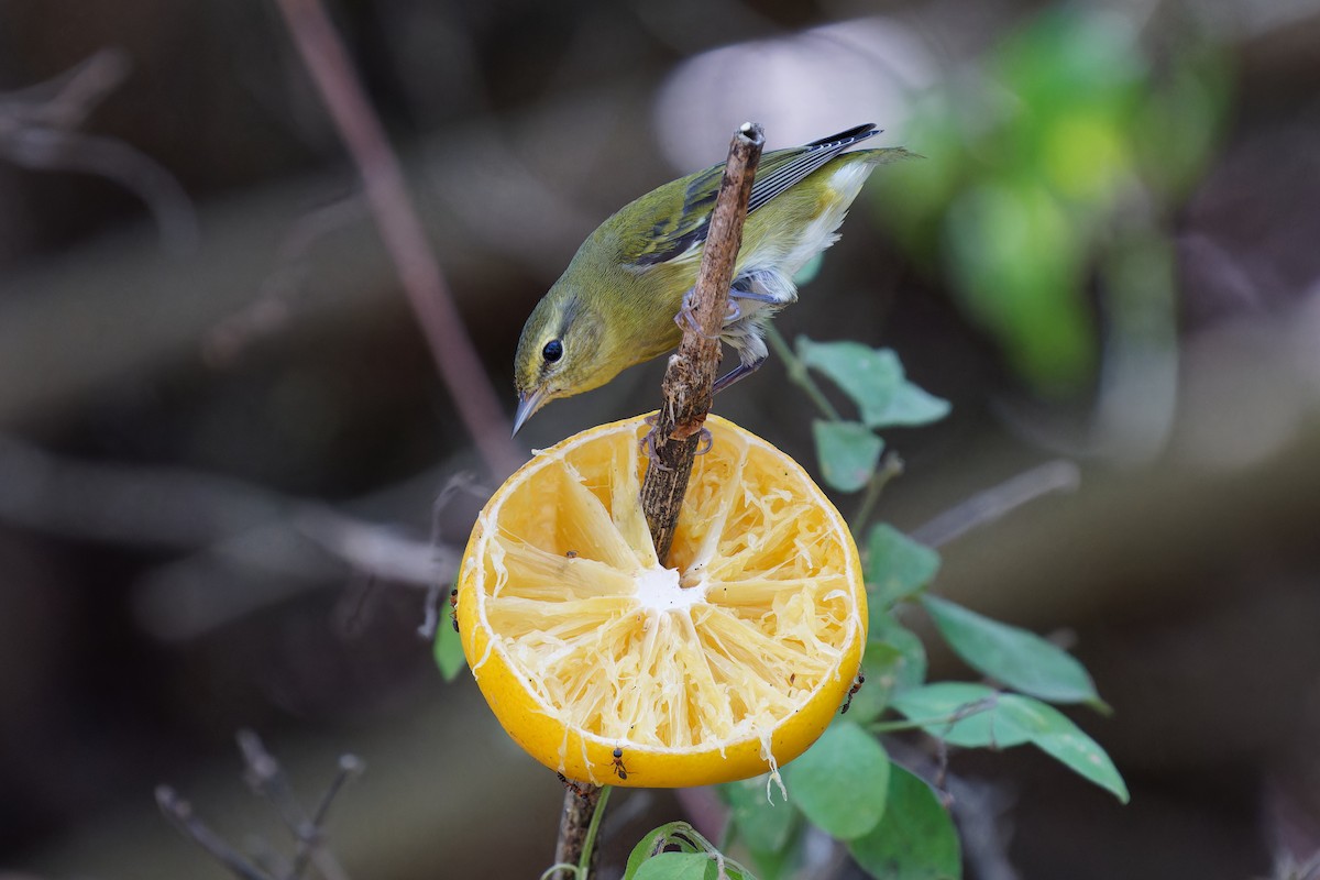 lesňáček olivový - ML645385394