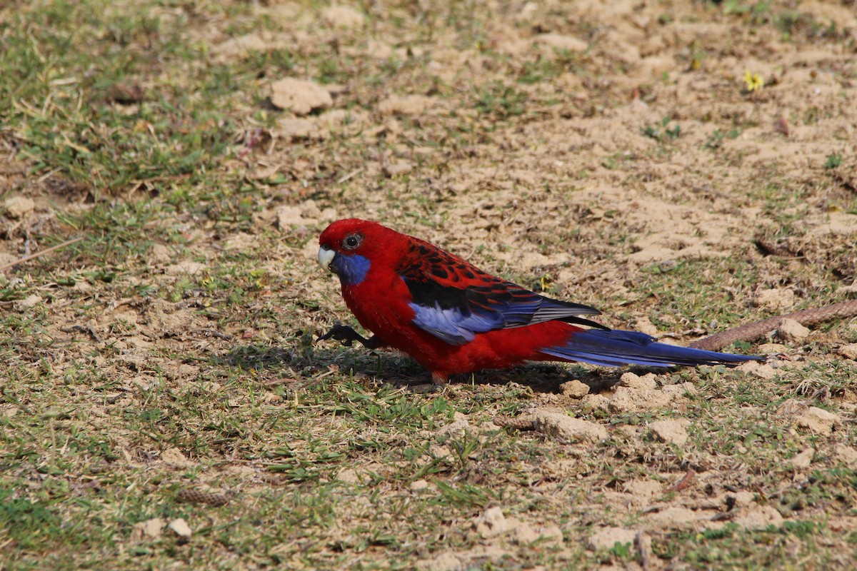 Pennantsittich - ML645385395