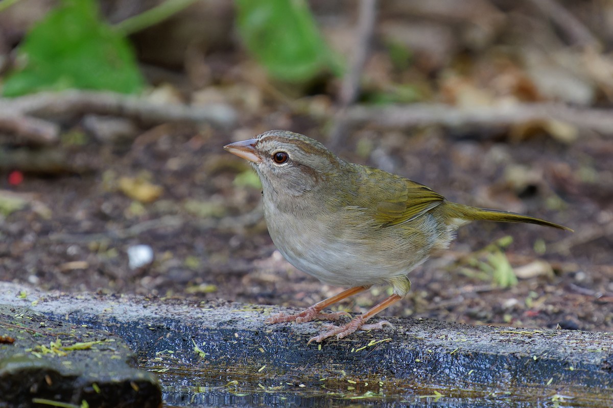 Olive Sparrow - ML645385400