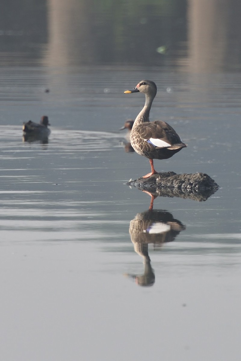 Indian Spot-billed Duck - ML645385401