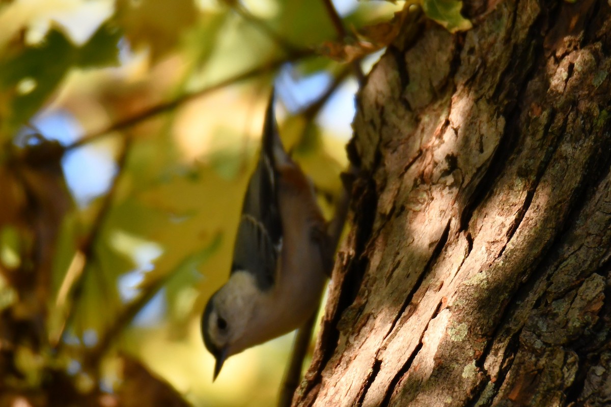 White-breasted Nuthatch - ML645385403