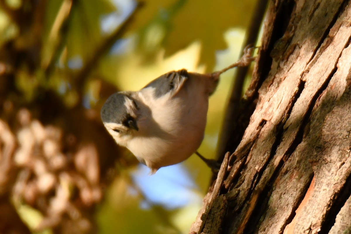 White-breasted Nuthatch - ML645385404