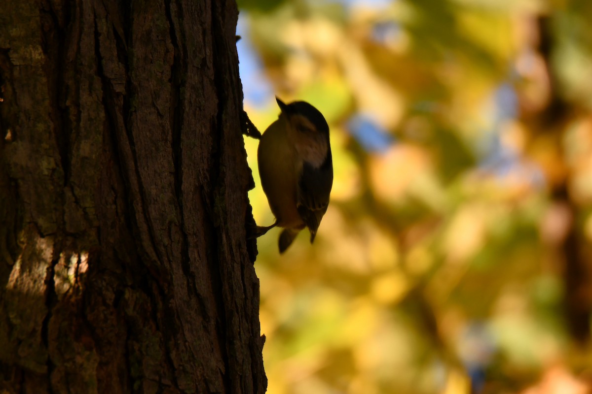 White-breasted Nuthatch - ML645385405