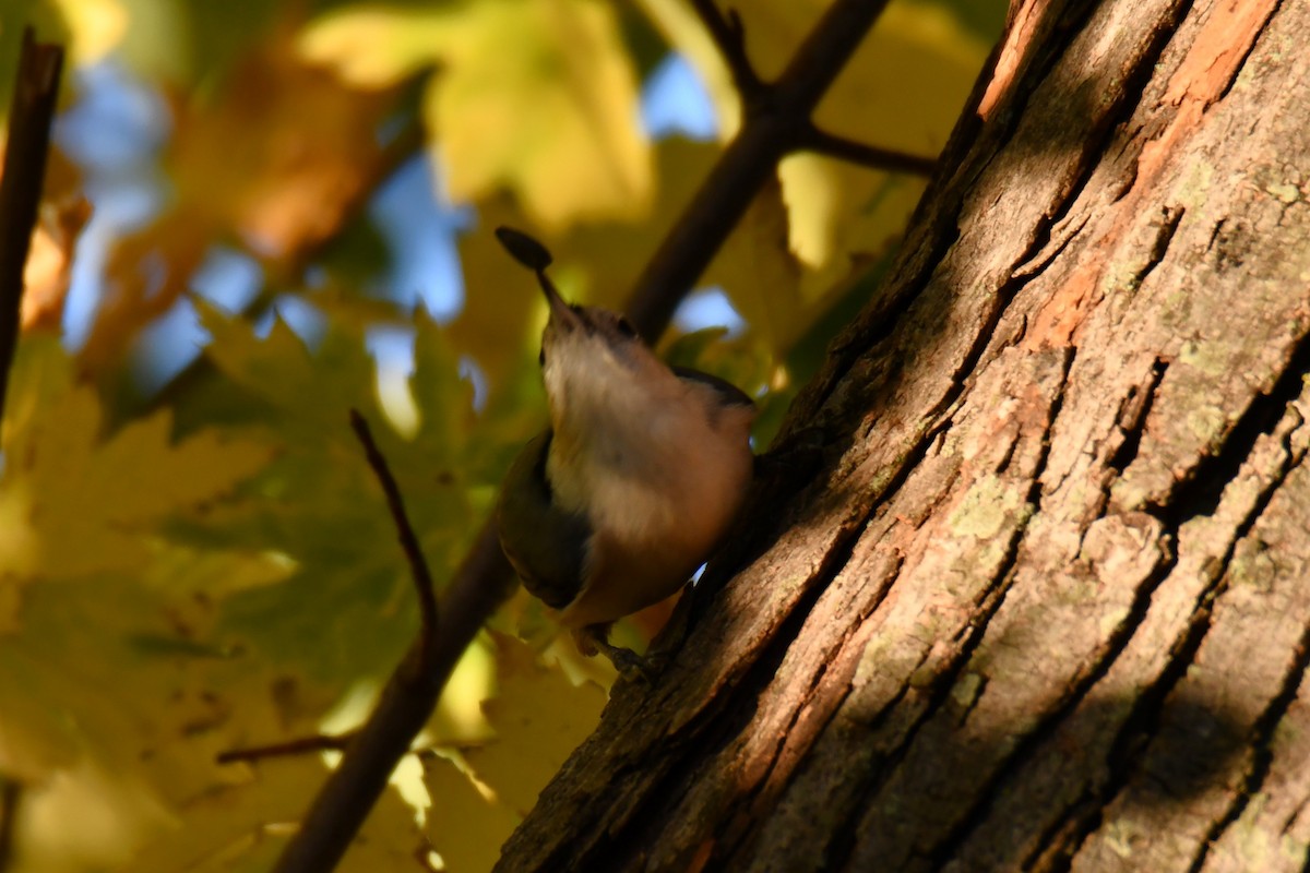 White-breasted Nuthatch - ML645385406