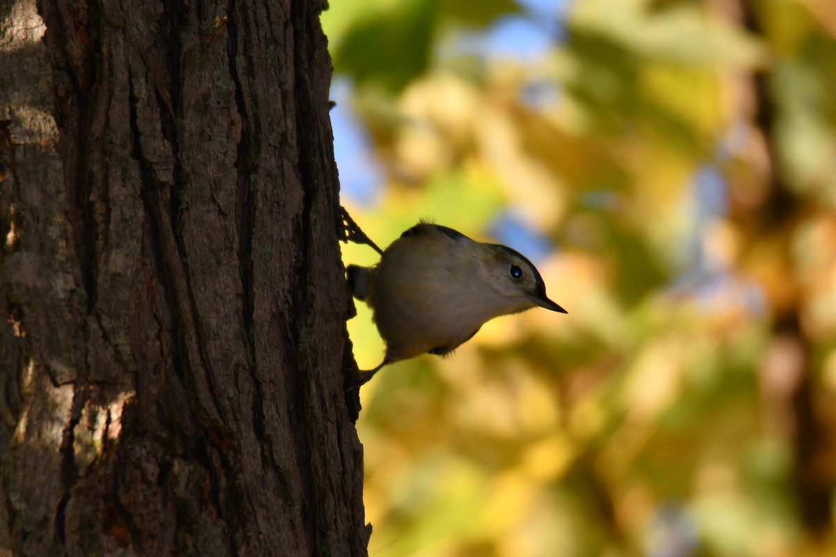 White-breasted Nuthatch - ML645385407