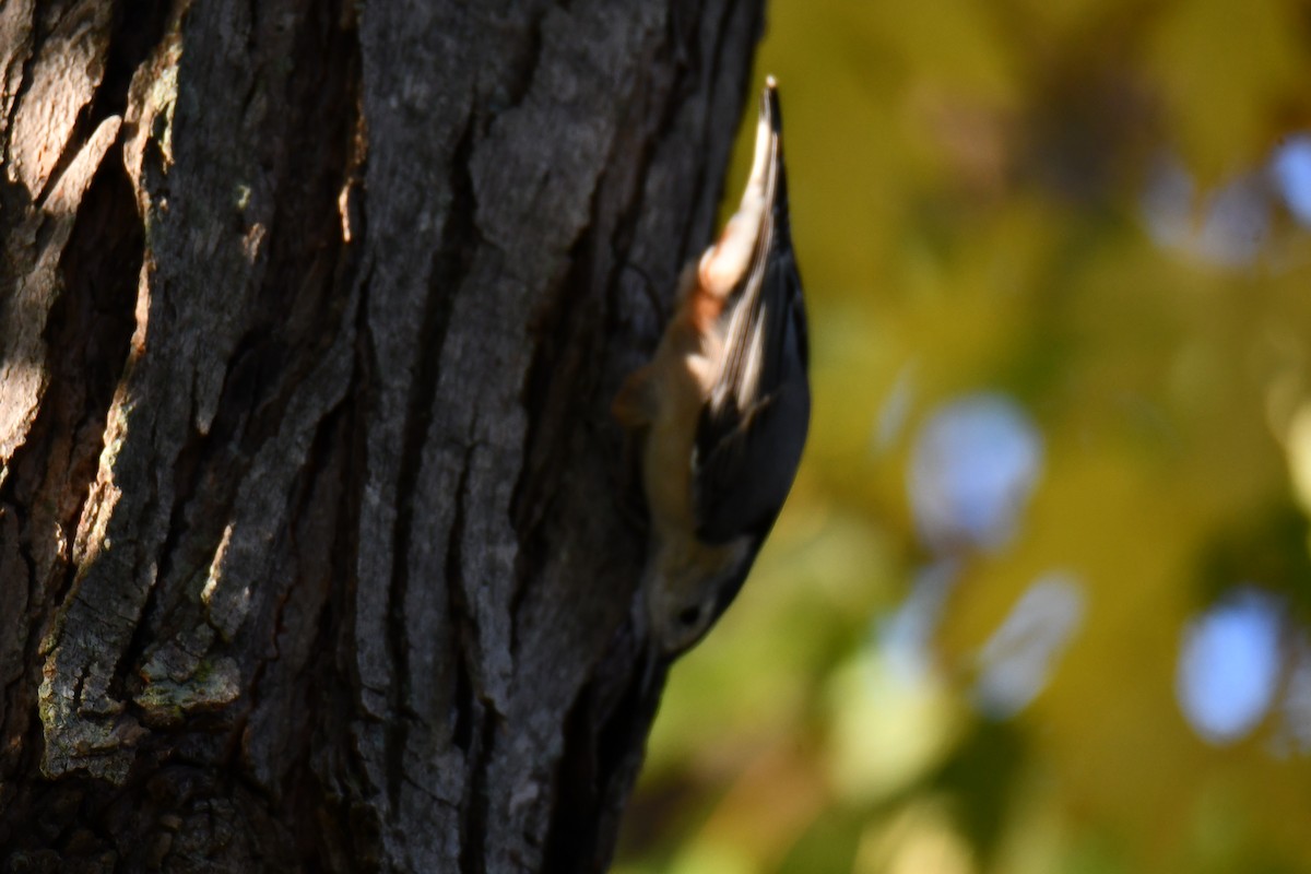 White-breasted Nuthatch - ML645385408