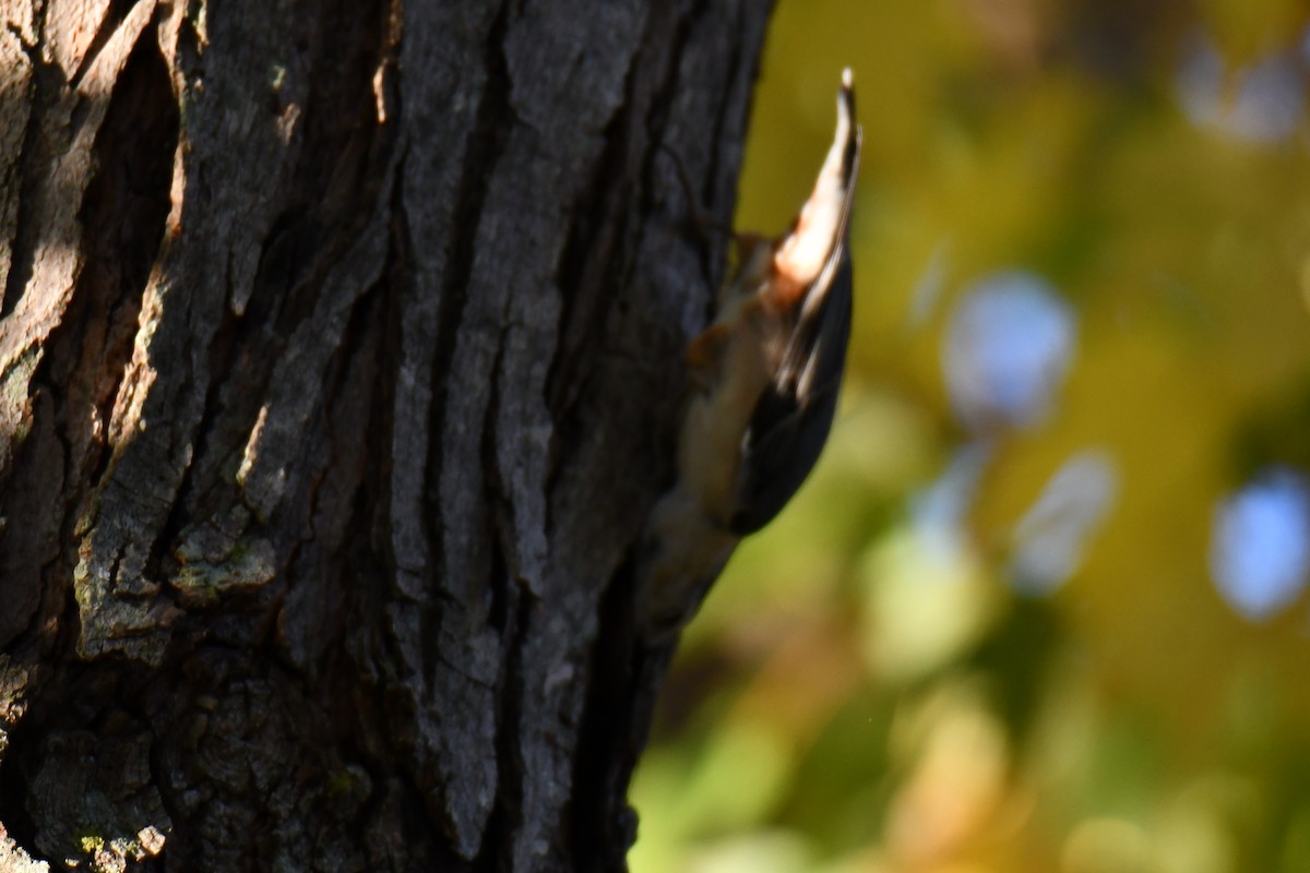 White-breasted Nuthatch - ML645385409