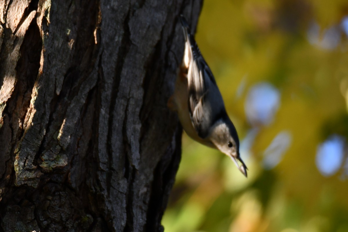 White-breasted Nuthatch - ML645385410