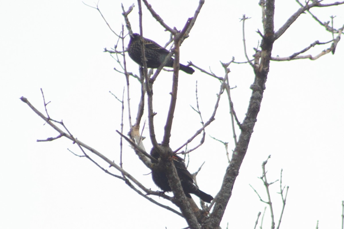 Red-winged Blackbird - ML645385411