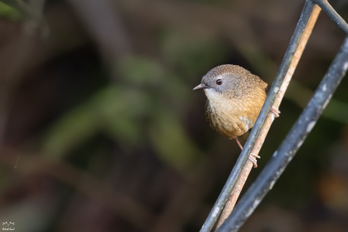 Tawny-breasted Wren-Babbler - ML645385413
