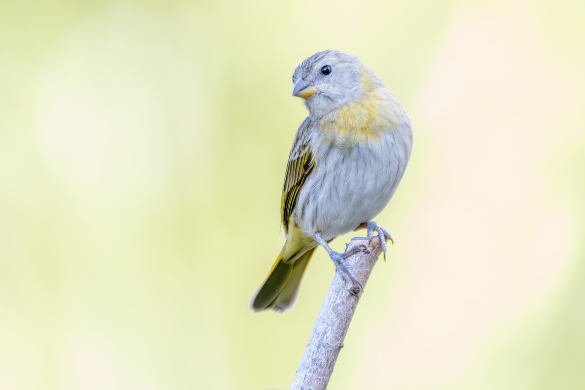 Saffron Finch - ML645385418
