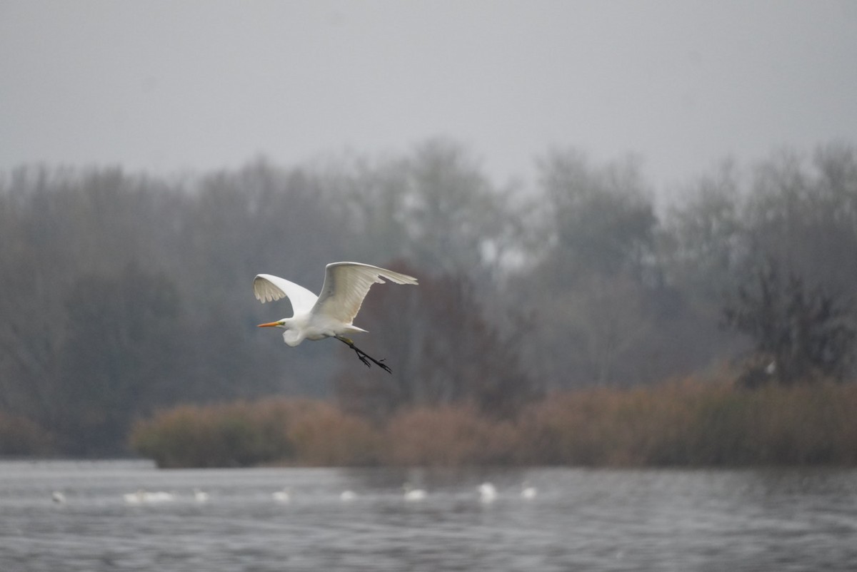 Great Egret - ML645385419