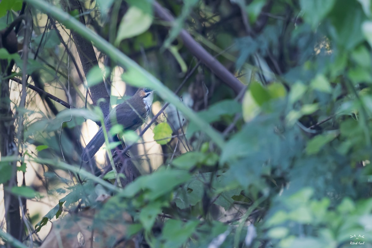 Spot-breasted Scimitar-Babbler - ML645385420