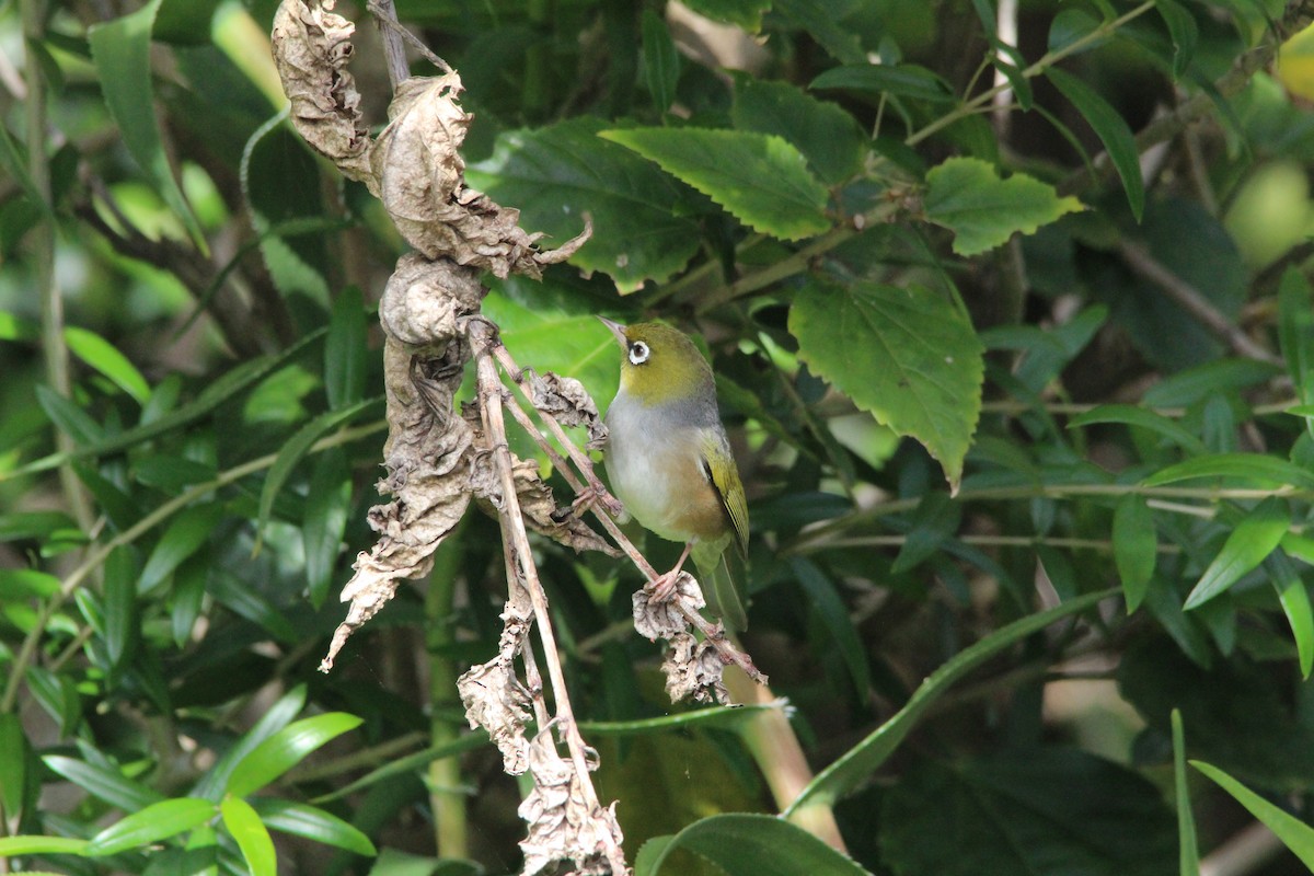 Graumantel-Brillenvogel - ML645385421