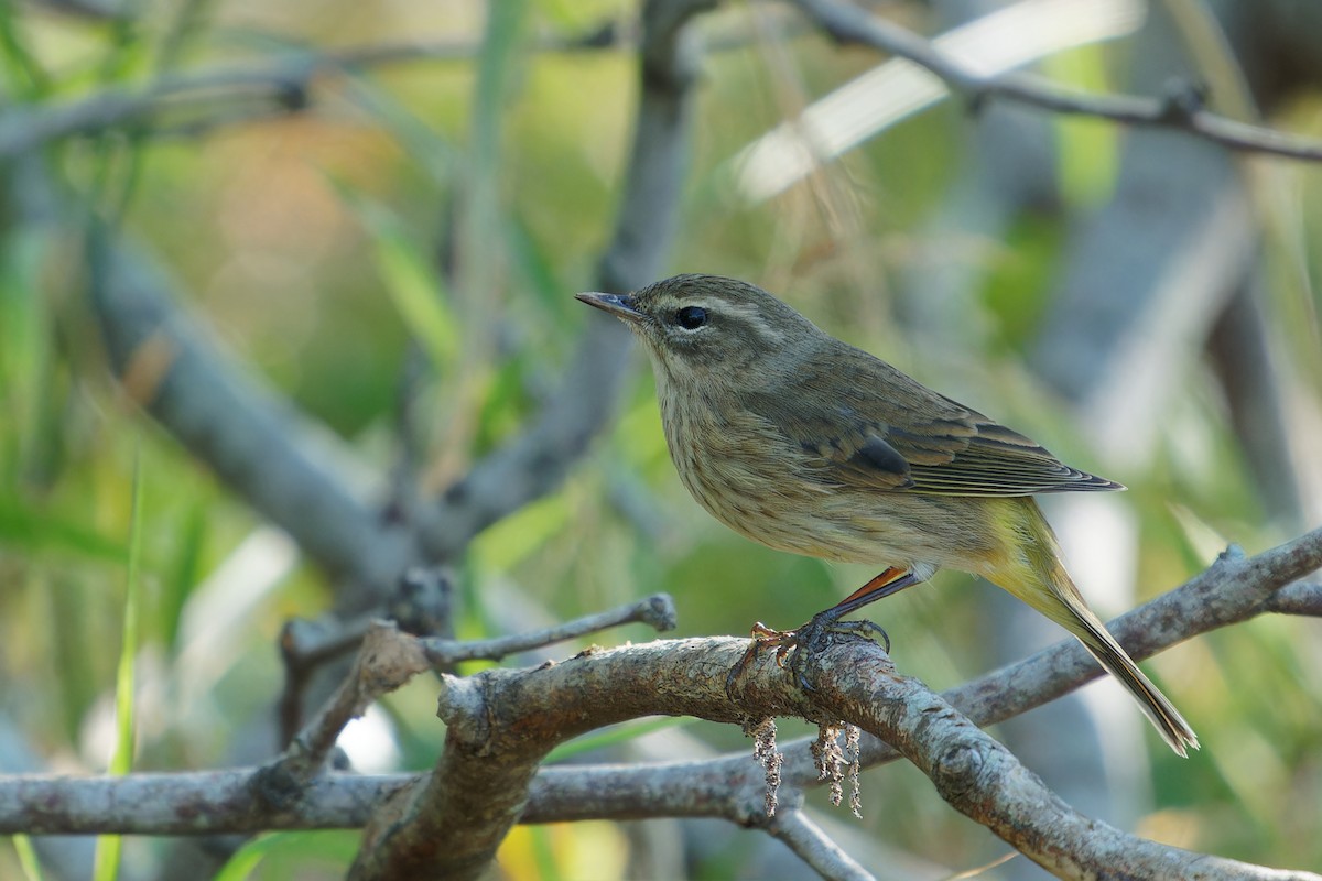 Palm Warbler - ML645385424